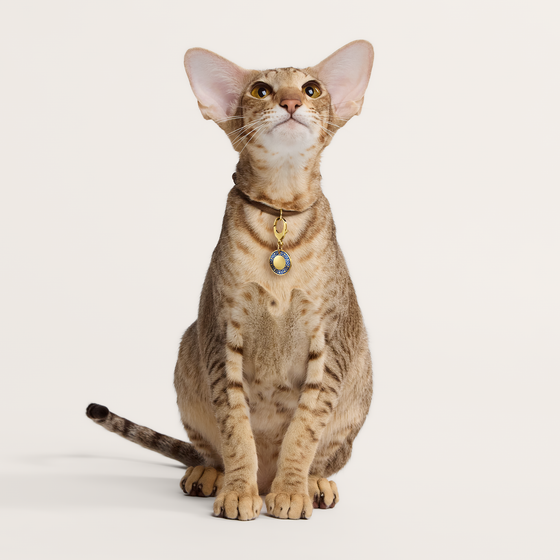 Katzen
